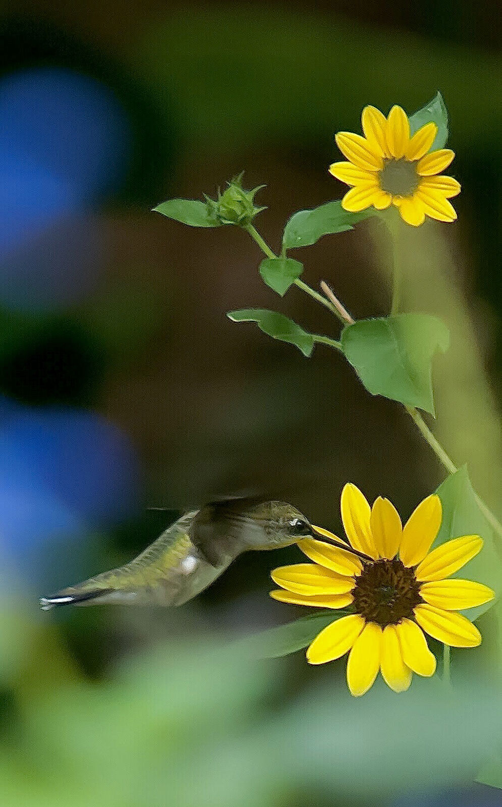LIFE-HOME-ONGARDENING-2-MCT